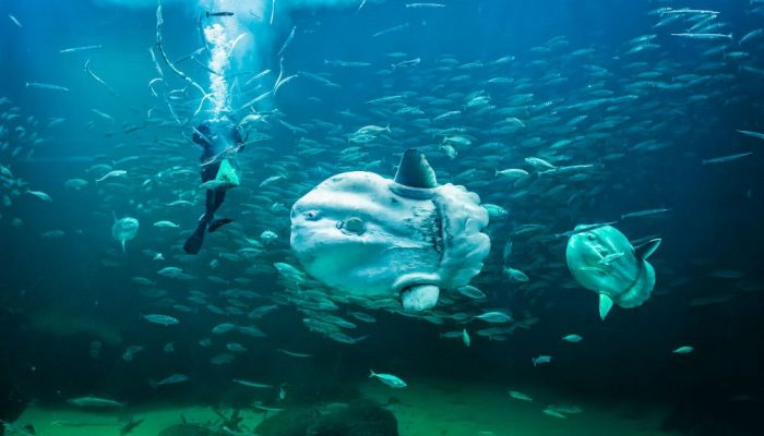 240002_Nordsen_Oceanarium_Klumpfisk 240002_Nordsen_Oceanarium_Klumpfisk