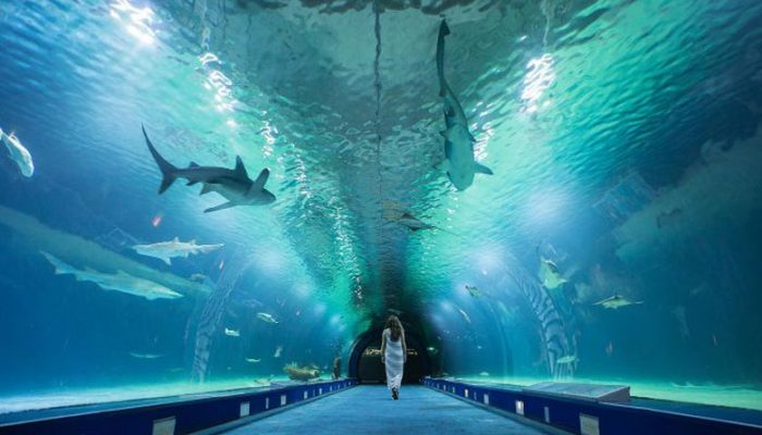 L’Oceanographic L’Oceanographic
