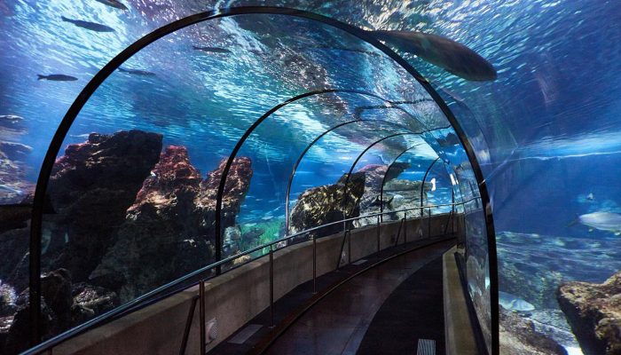 REF_AQUARIUM_CT6A7407 REF_AQUARIUM_CT6A7407